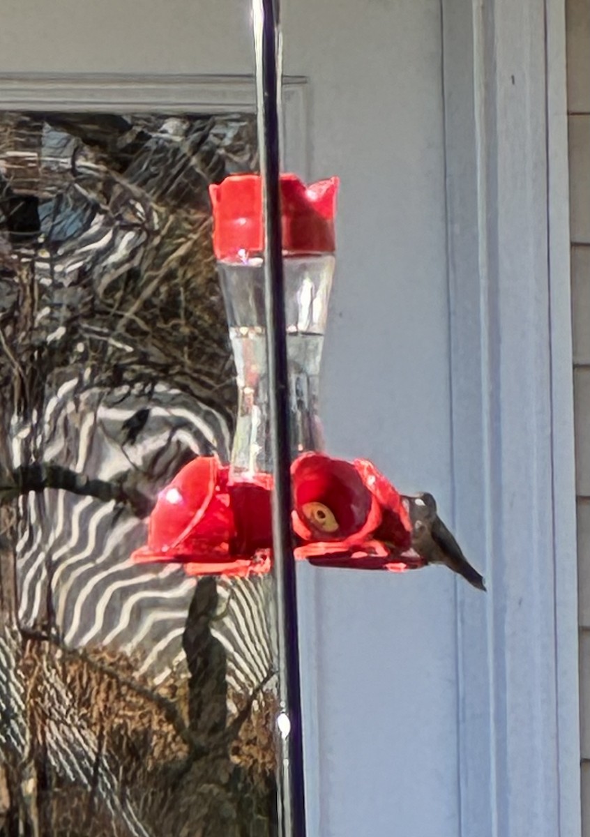 Broad-tailed Hummingbird - Jeff Lemons