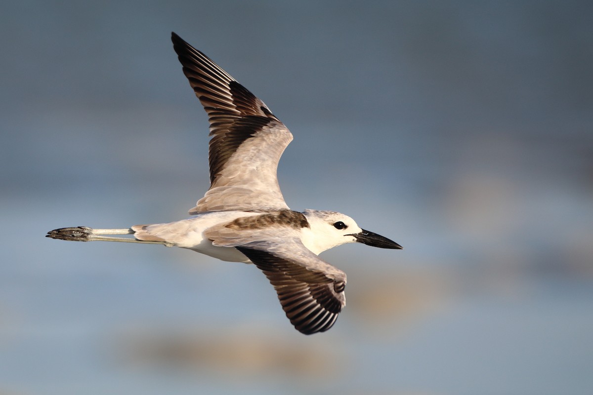 Crab-Plover - Ohad Sherer