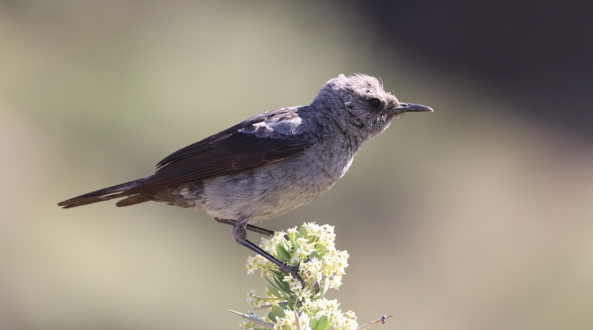 Mountain Wheatear - ML611863328