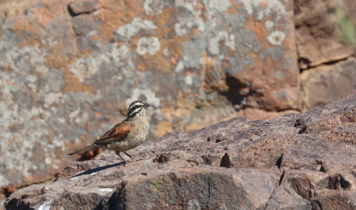 Cape Bunting - ML611863349