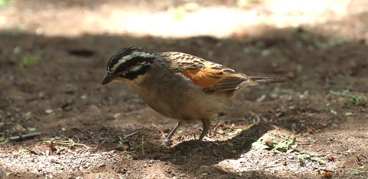 Cape Bunting - ML611863352