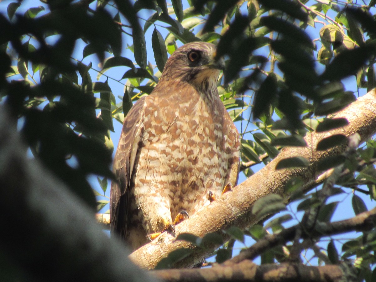 Broad-winged Hawk - ML611863375