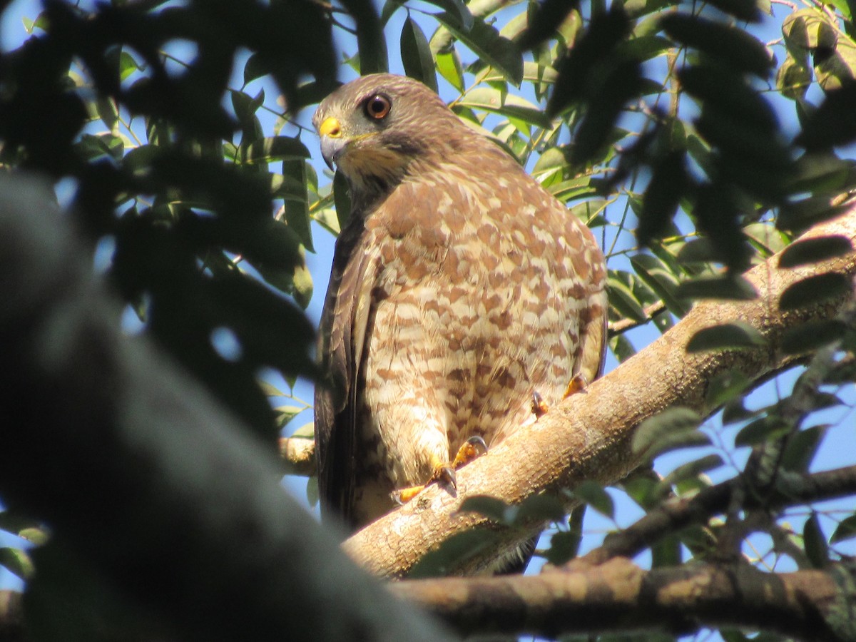 Broad-winged Hawk - ML611863376