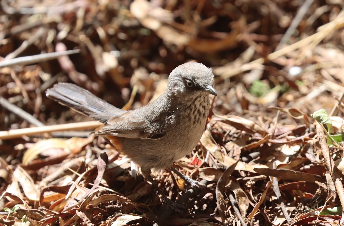 Chestnut-vented Warbler - ML611863384