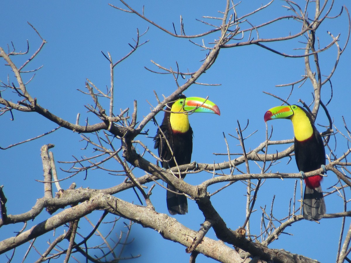 Keel-billed Toucan - ML611863403