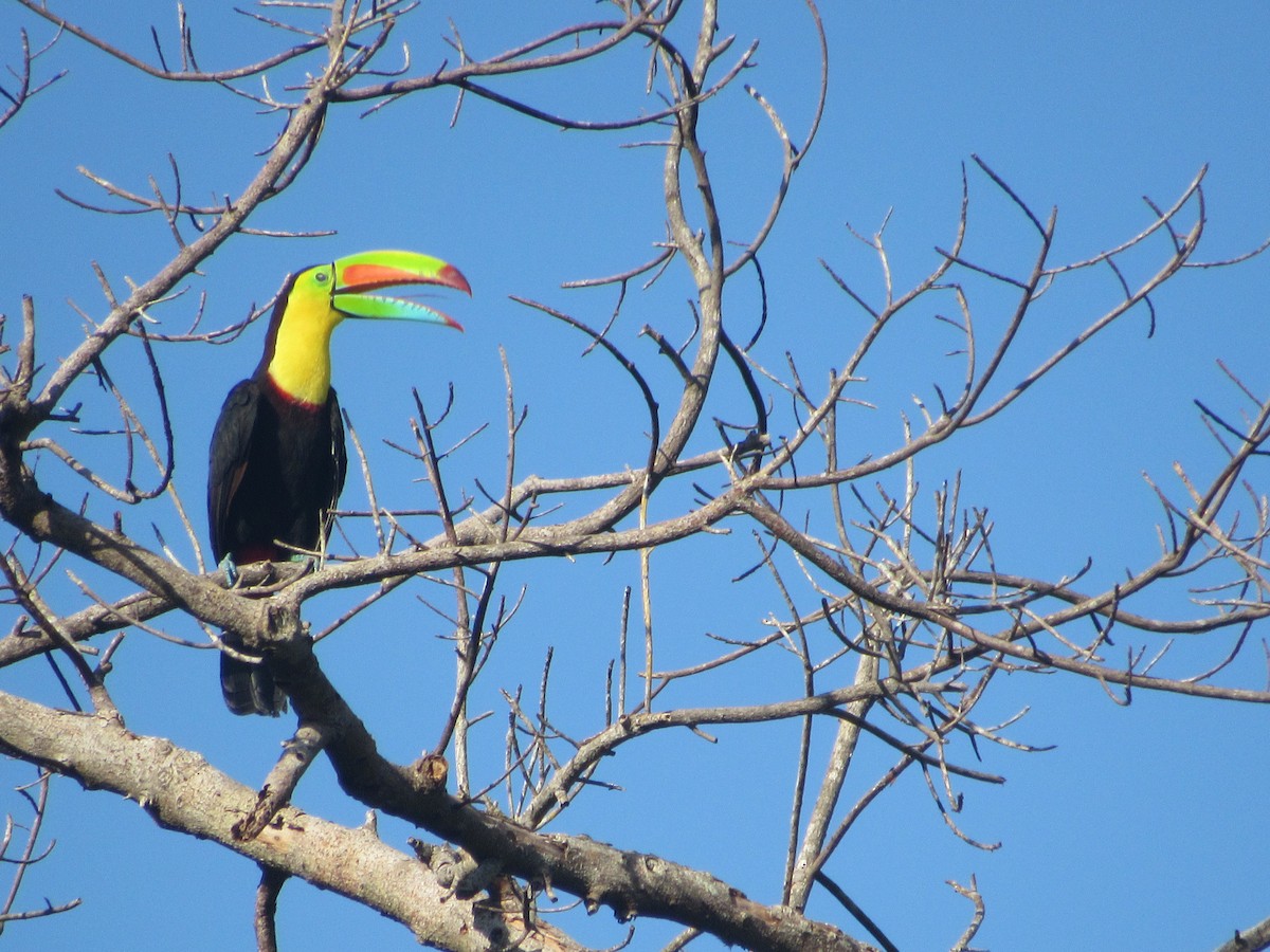 Keel-billed Toucan - ML611863404