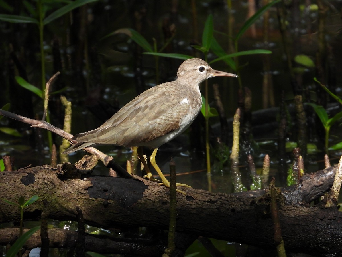 Spotted Sandpiper - ML611863407