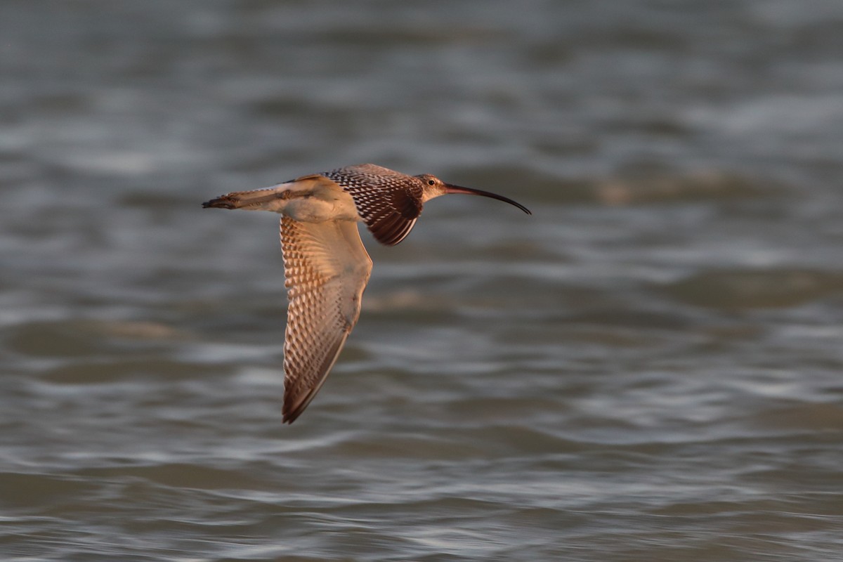 Eurasian Curlew - ML611863411