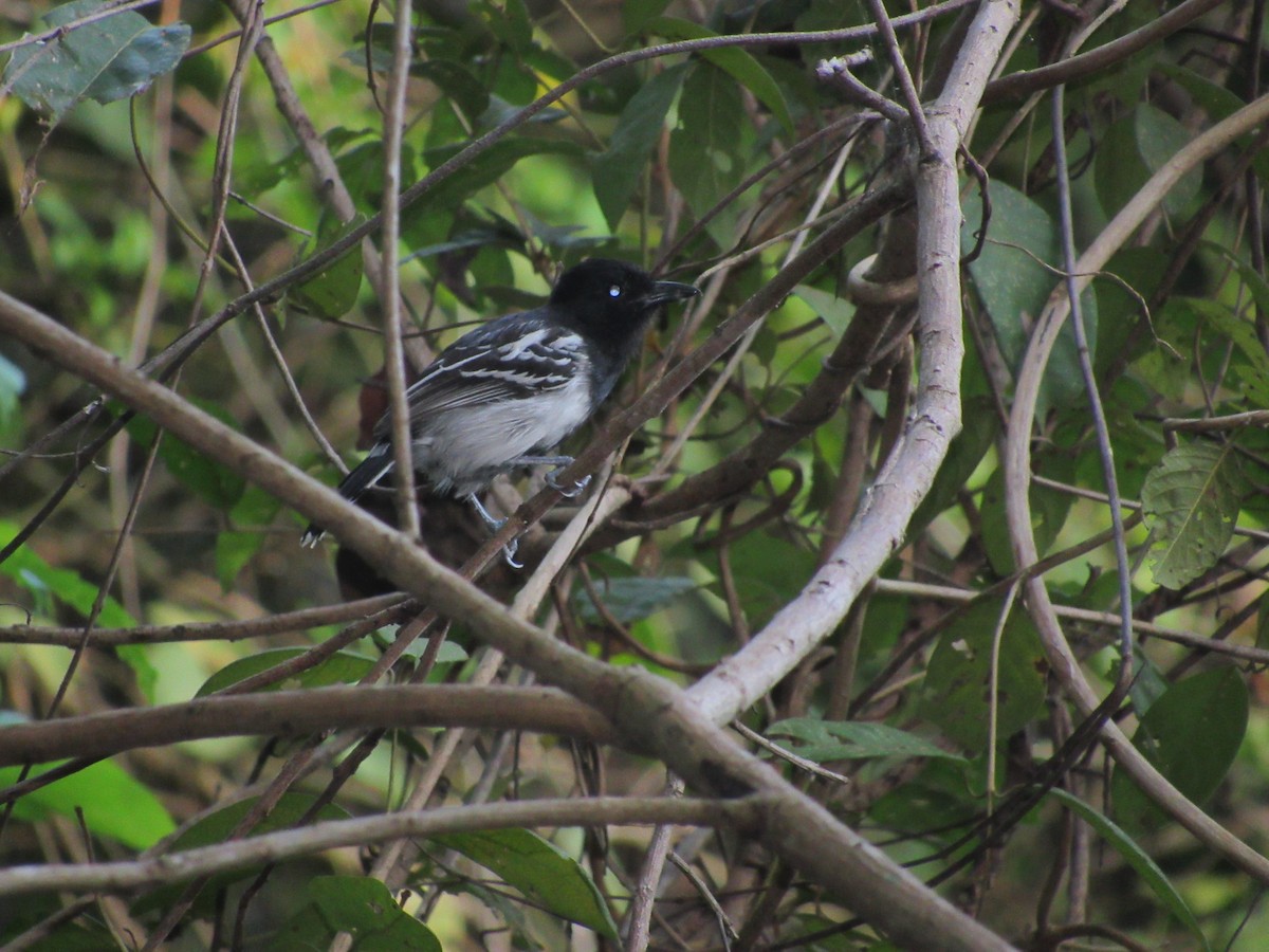 Black-backed Antshrike - ML611863418