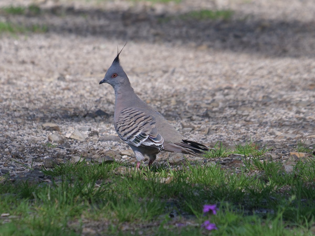 Crested Pigeon - ML611863492