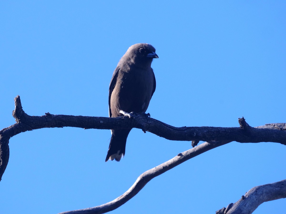 Dusky Woodswallow - Frank Coman