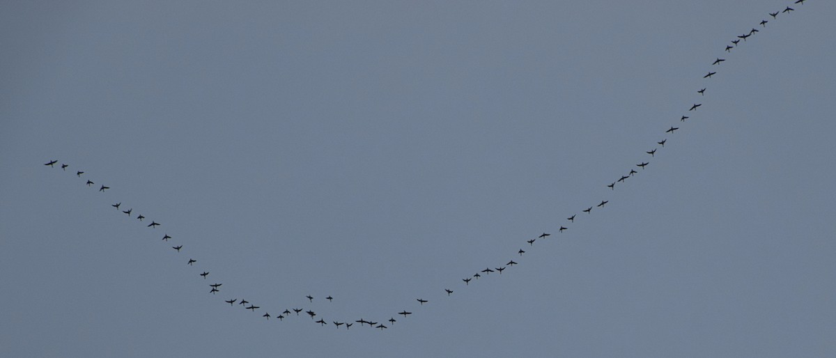 Greater White-fronted Goose - ML611863583