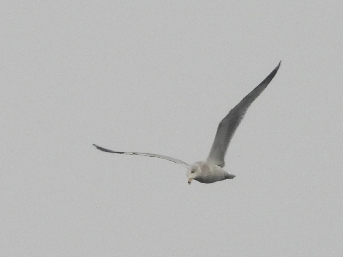 Ring-billed Gull - Christine Rowland