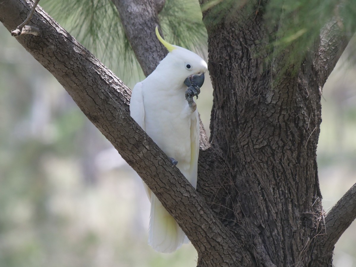 Sulphur-crested Cockatoo - ML611863631