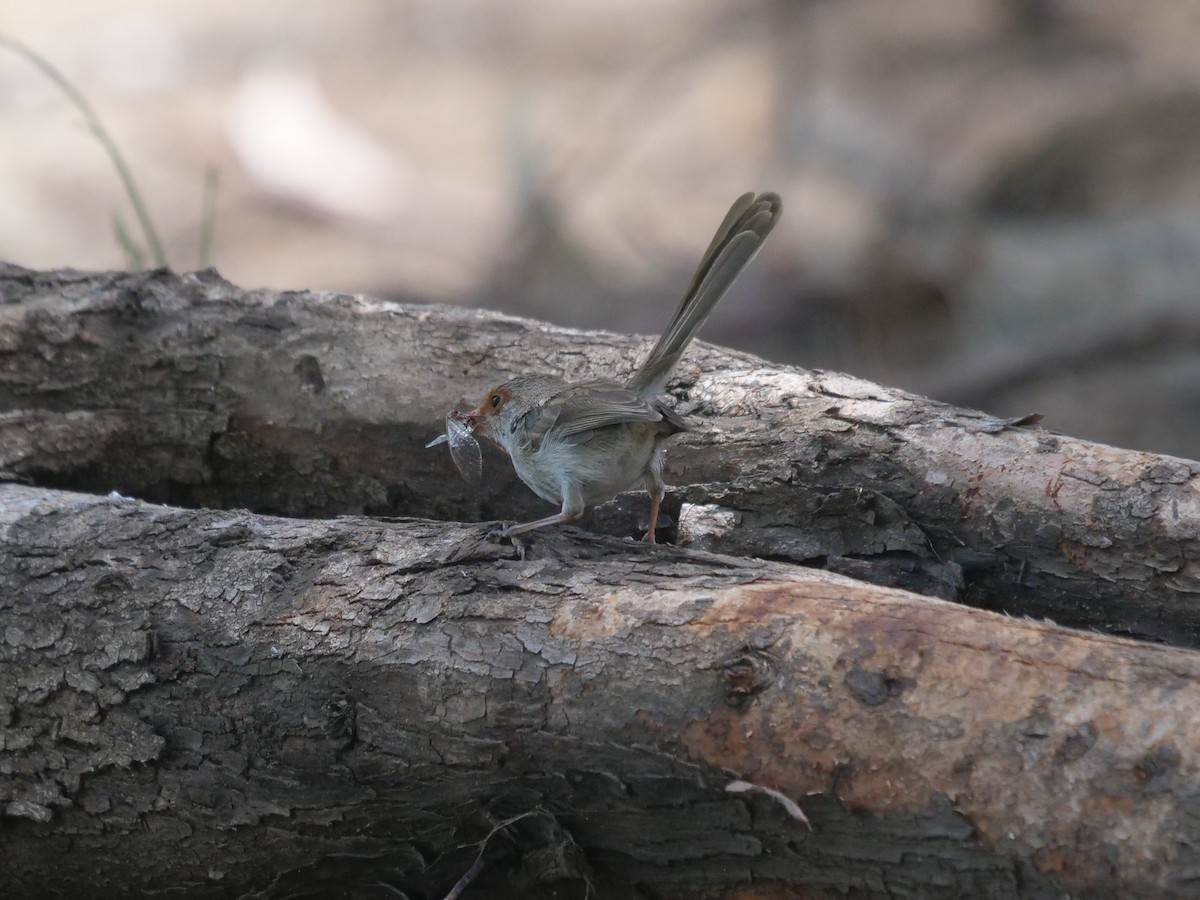 Superb Fairywren - Frank Coman