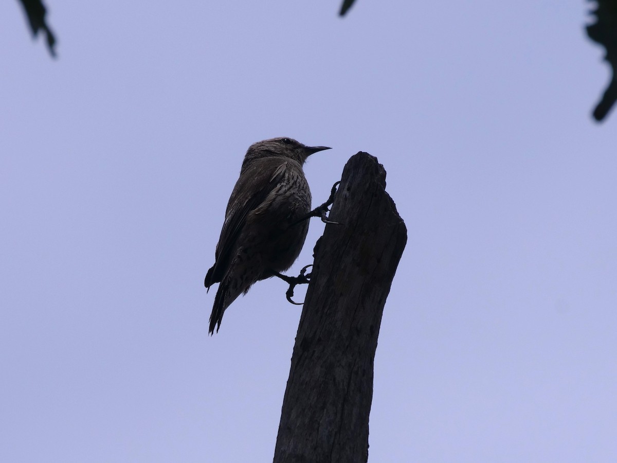 Brown Treecreeper - Frank Coman