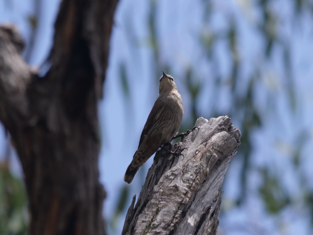 Brown Treecreeper - Frank Coman