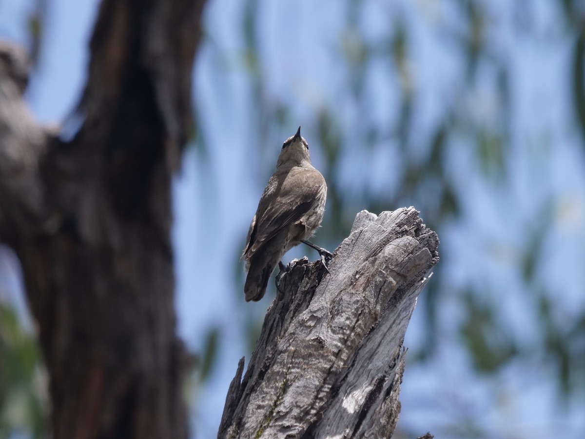 Brown Treecreeper - Frank Coman