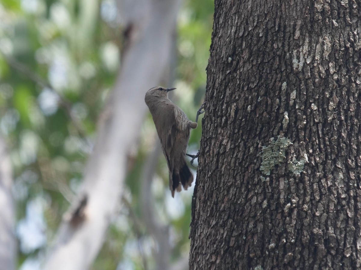 Brown Treecreeper - ML611863649