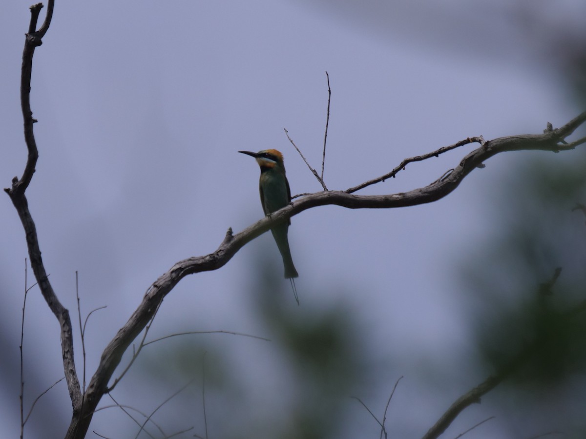 Rainbow Bee-eater - ML611863709