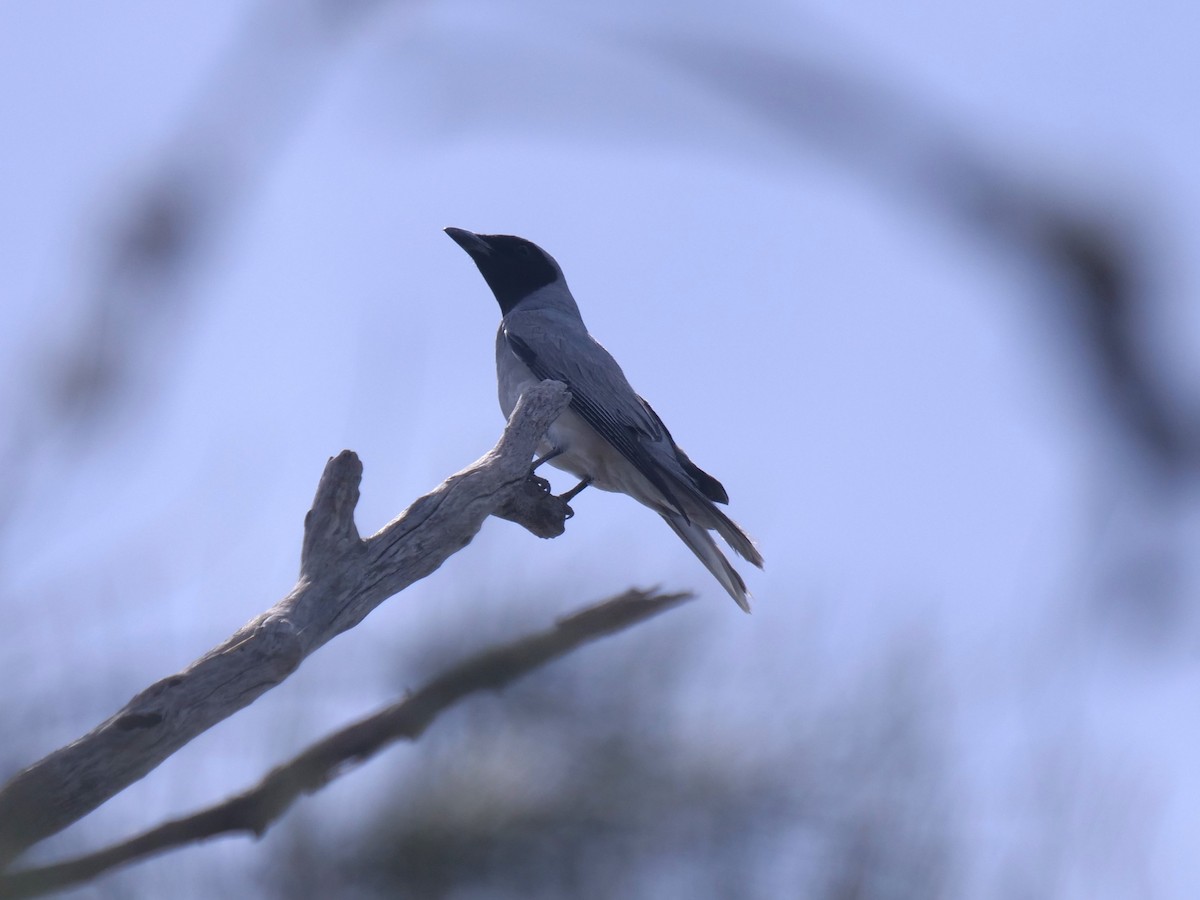 Black-faced Cuckooshrike - ML611863720