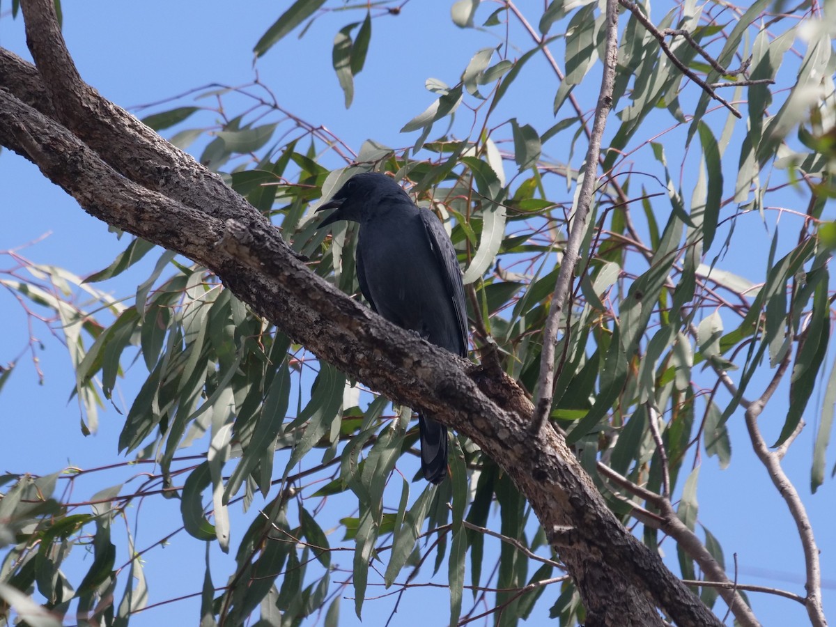 Common Cicadabird - ML611863721