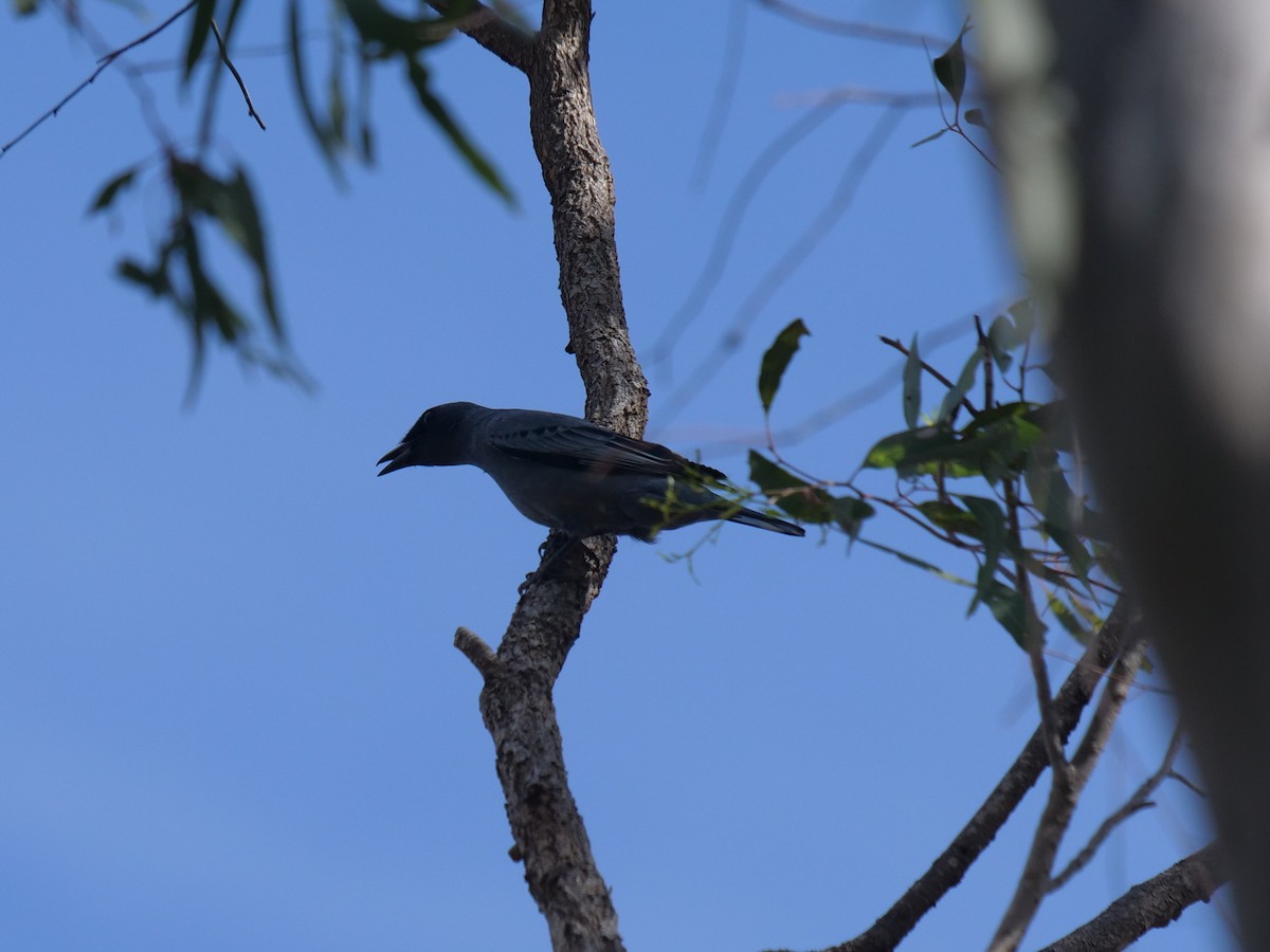 Common Cicadabird - ML611863722