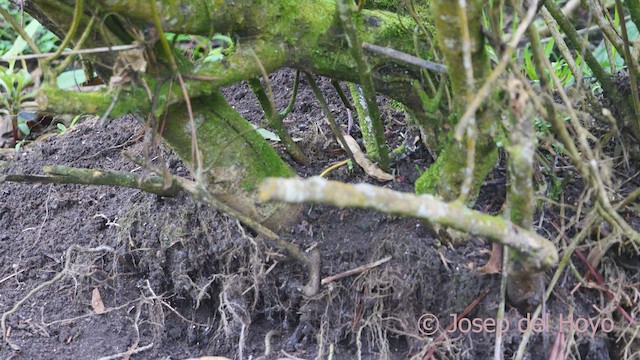 White-throated Tyrannulet - ML611863732