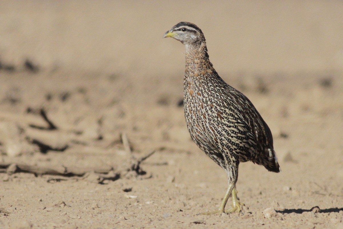 Double-spurred Spurfowl - ML611863739