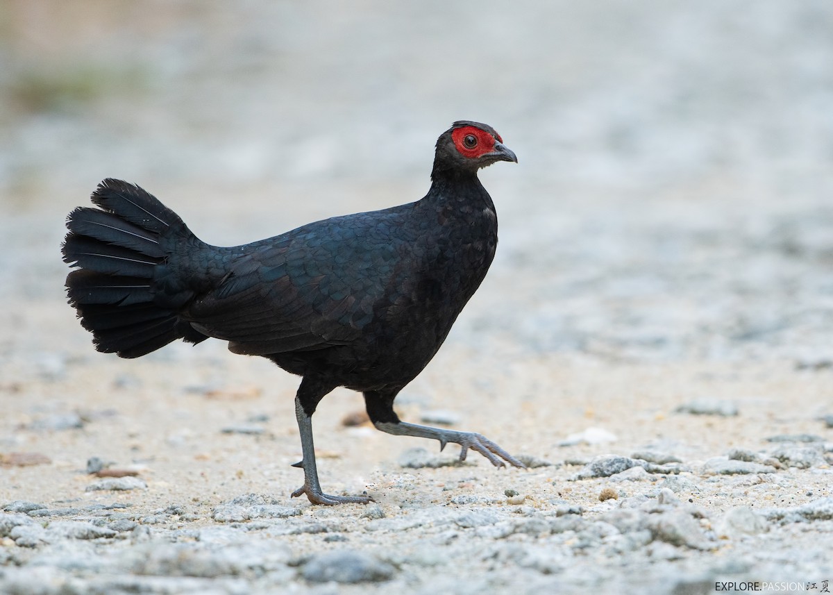 Faisán Colicanelo (erythrophthalma) - ML611863761