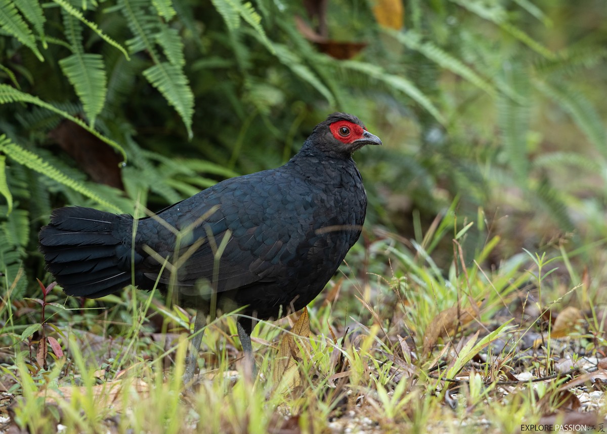 Faisán Colicanelo (erythrophthalma) - ML611863762