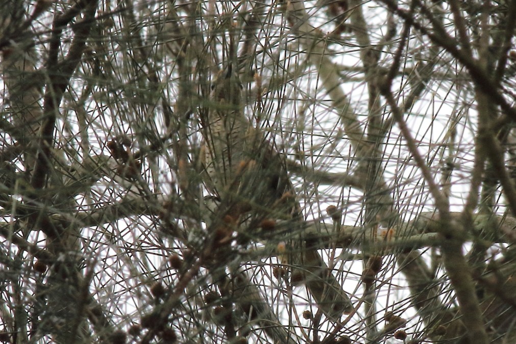 Common Cicadabird (Slender-billed) - ML611863766