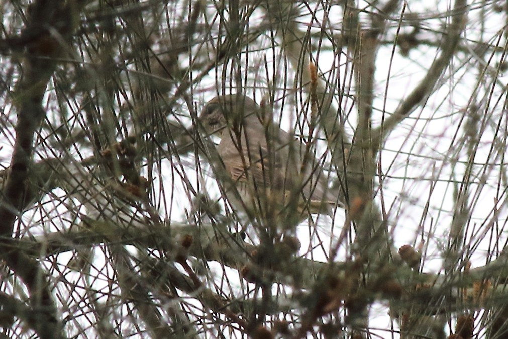 Common Cicadabird (Slender-billed) - ML611863769