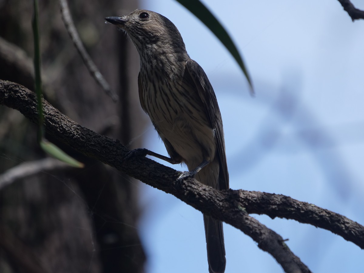 Rufous Whistler - ML611863785