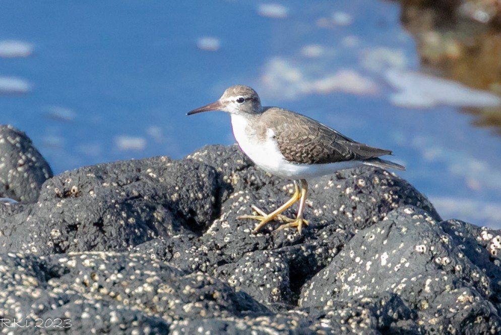 Spotted Sandpiper - ML611863852