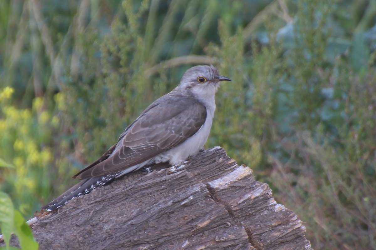 Pallid Cuckoo - ML611863916