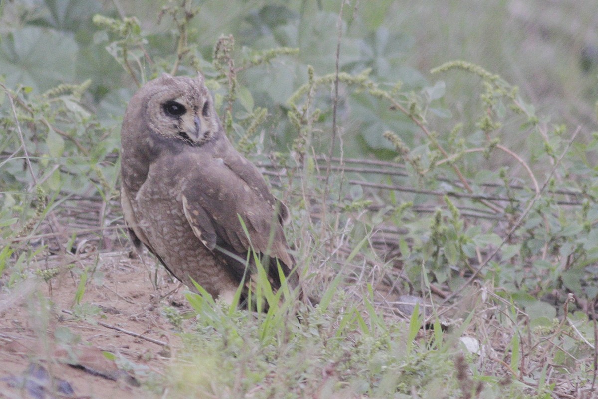 Marsh Owl - Álvaro Peral // Wild Andalucía