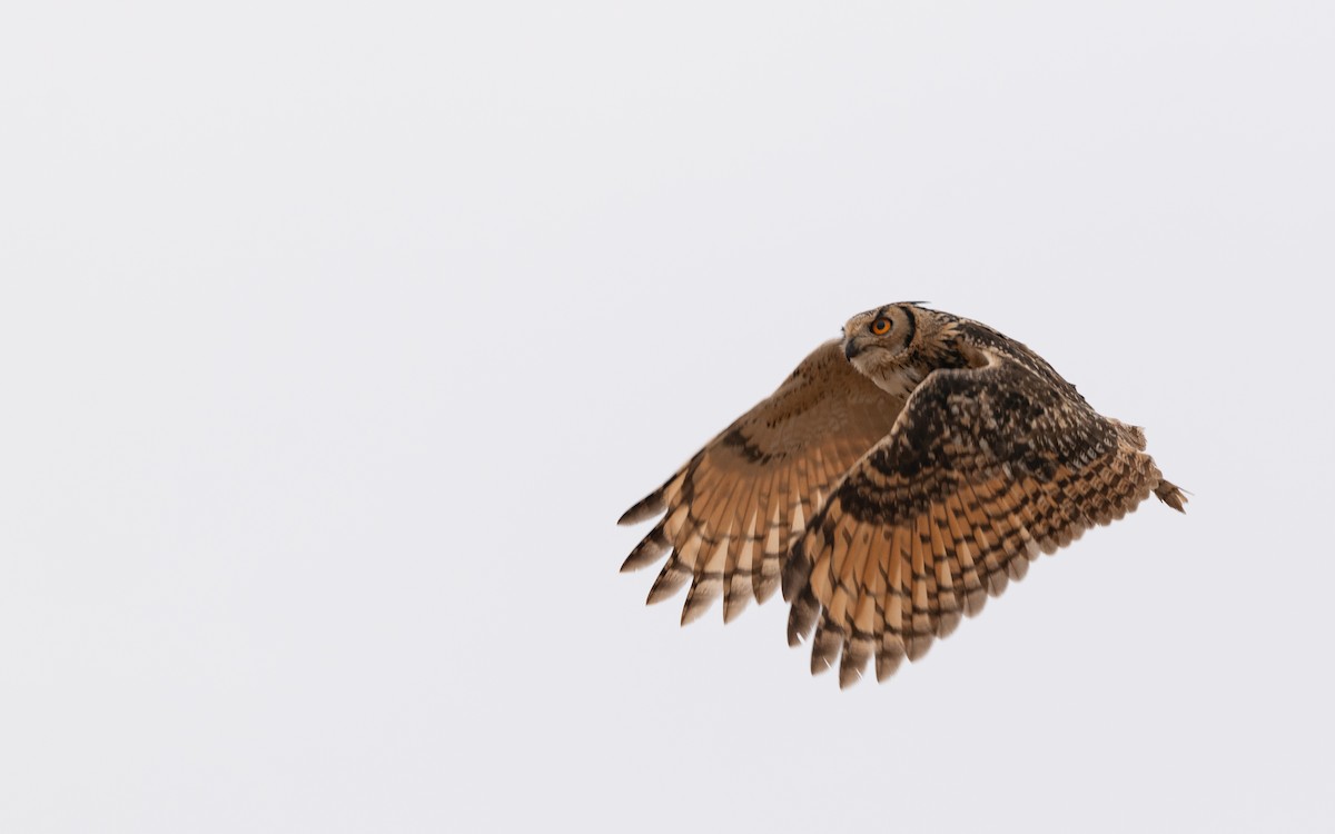 Rock Eagle-Owl - Sharang Satish