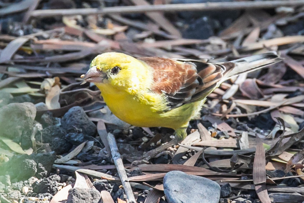 Sudan Golden Sparrow - ML611864049