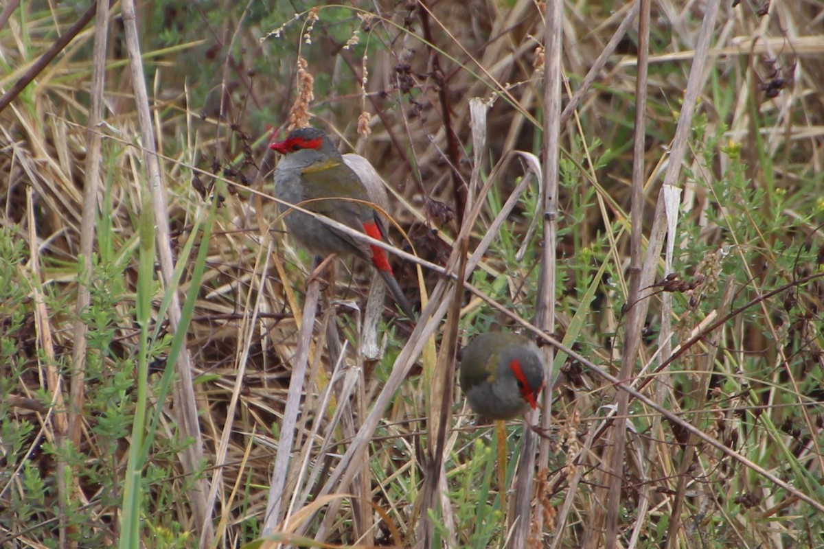 Red-browed Firetail - ML611864111