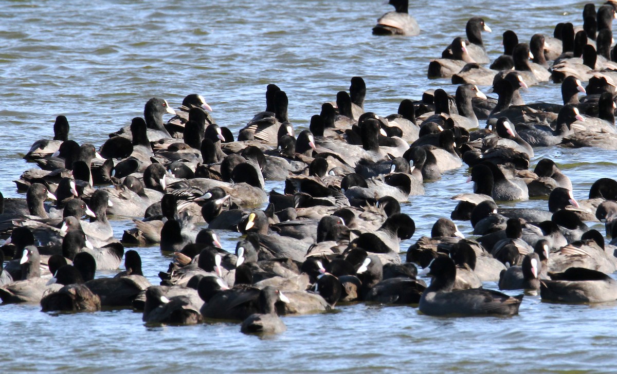 Eurasian Coot - ML611864126