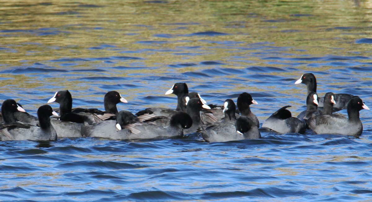 Eurasian Coot - ML611864127