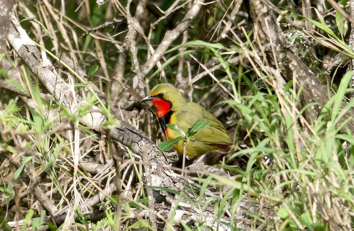 Four-colored Bushshrike - John Gregory