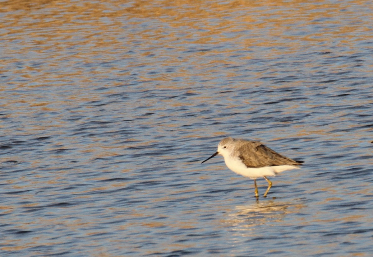 Marsh Sandpiper - ML611864159