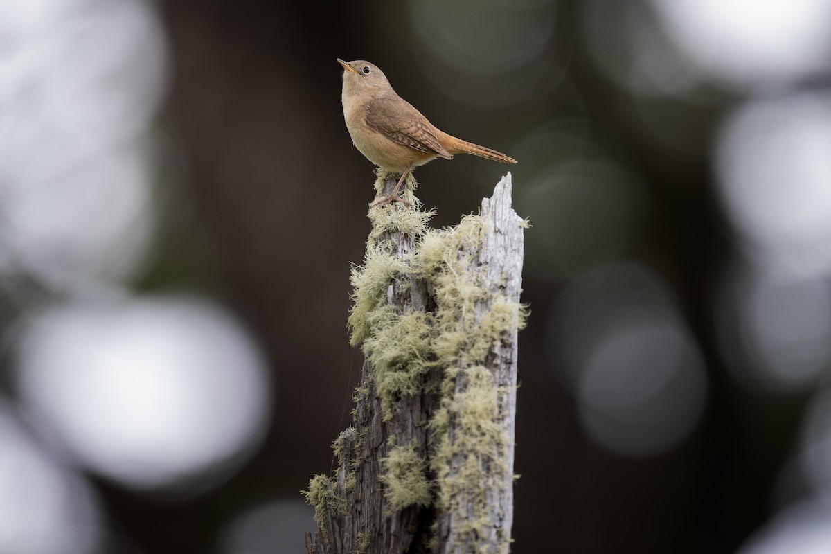 Chochín Criollo (grupo musculus) - ML611864189