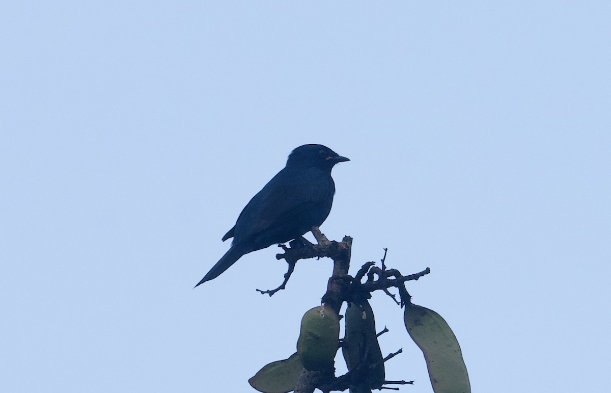 Black Cuckooshrike - John Gregory