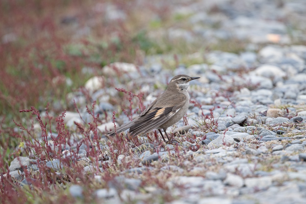 Buff-winged Cinclodes - ML611864240