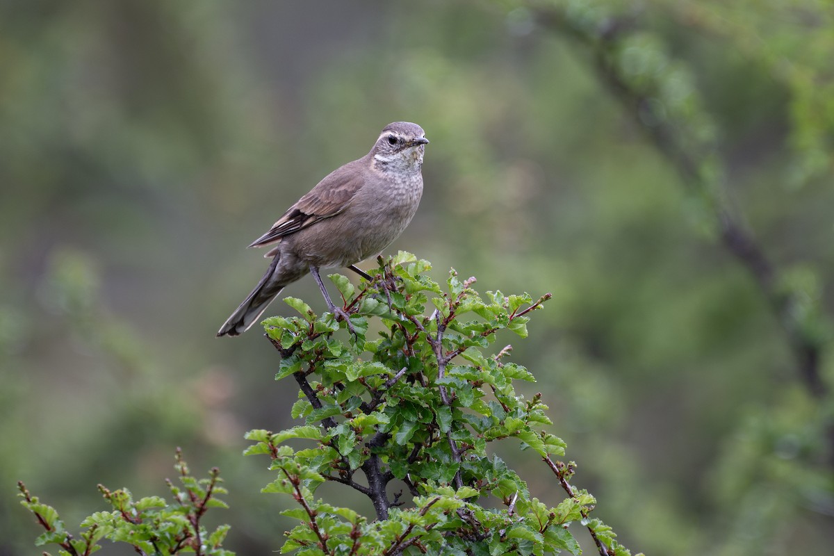 Buff-winged Cinclodes - ML611864242