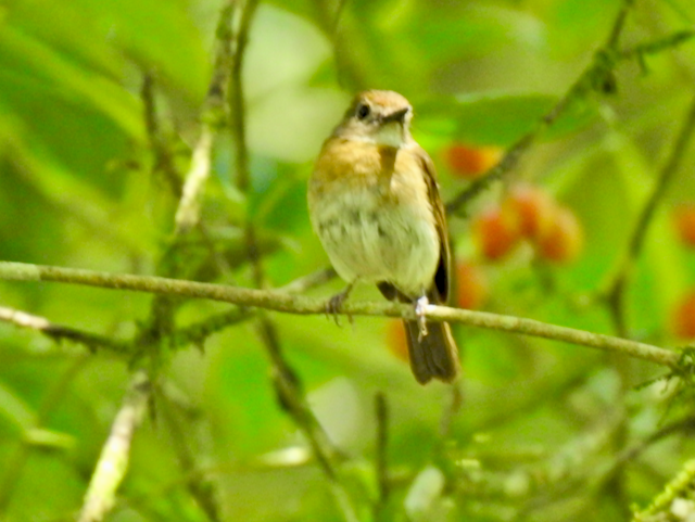 Fulvous-chested Jungle Flycatcher - ML611864246