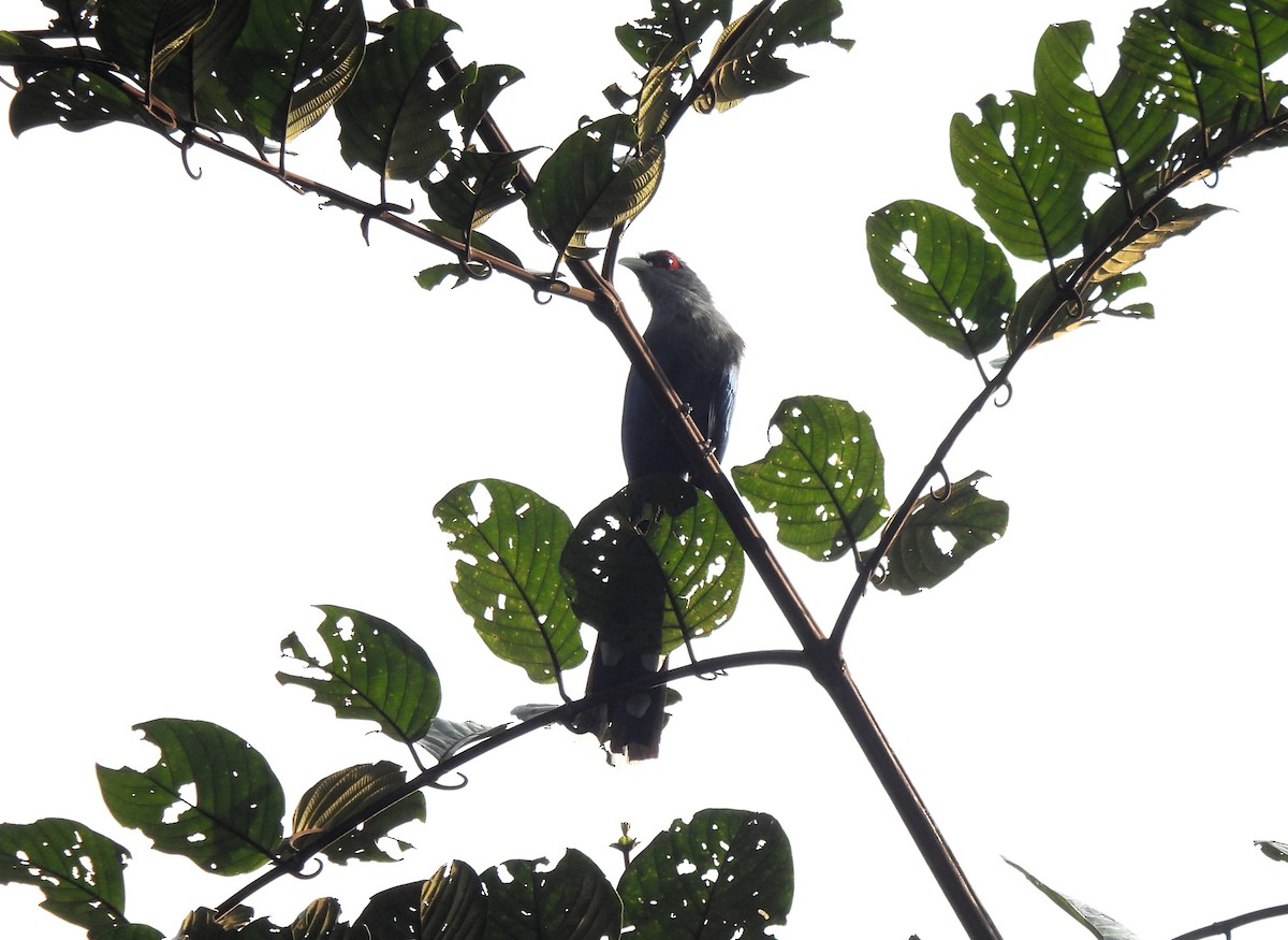 Black-bellied Malkoha - ML611864252